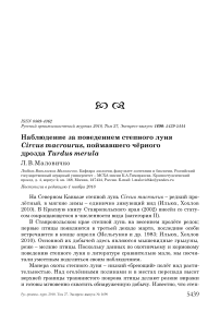 Наблюдение за поведением степного луня Circus macrourus, поймавшего чёрного дрозда Turdus merula