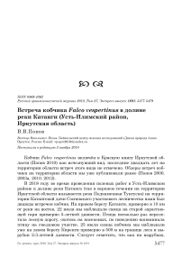 Встреча кобчика Falco vespertinus в долине реки Катанги (Усть-Илимский район, Иркутская область)