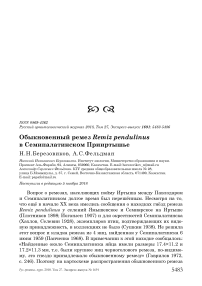 Обыкновенный ремез Remiz pendulinus в Семипалатинском Прииртышье