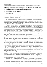 О встречах домовых воробьёв Passer domesticus с аберрантной окраской оперения в Великом Новгороде