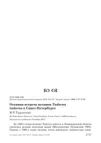 Осенняя встреча пеганки Tadorna tadorna в Санкт-Петербурге