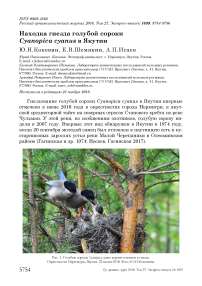 Находка гнезда голубой сороки Cyanopica cyanus в Якутии