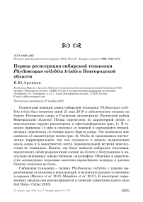 Первая регистрация сибирской теньковки Phylloscopus collybita tristis в Новгородской области