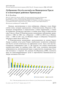 Дубровник Ocyris aureola на Вишерском Урале и в некоторых районах Приамурья