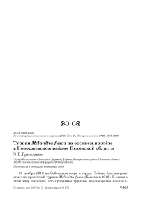 Турпан Melanitta fusca на осеннем пролёте в Новоржевском районе Псковской области