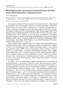 Формирование зимующей группировки кряквы Anas platyrhynchos в Архангельске