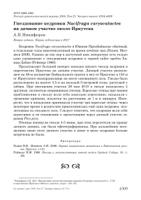 Гнездование кедровки Nucifraga caryocatactes на дачном участке около Иркутска