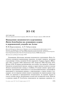 Нападение мохноногого курганника Buteo hemilasius на домашних куриц в деревенской усадьбе на Алтае