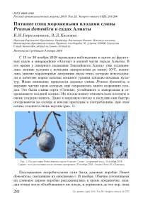 Питание птиц морожеными плодами сливы Prunus domestica в садах Алматы