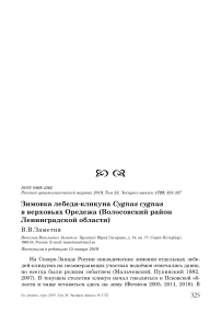 Зимовка лебедя-кликуна Cygnus cygnus в верховьях Оредежа (Волосовский район Ленинградской области)