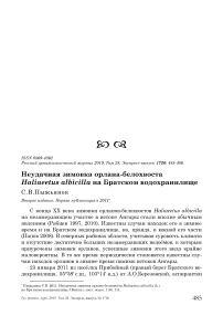 Неудачная зимовка орлана-белохвоста Haliaeetus albicilla на Братском водохранилище