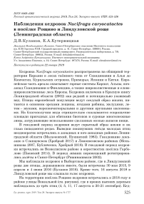 Наблюдения кедровок Nucifraga caryocatactes в посёлке Рощино и Линдуловской роще (Ленинградская область)