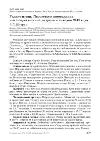 Редкие птицы Лазовского заповедника и его окрестностей: встречи и находки 2018 года