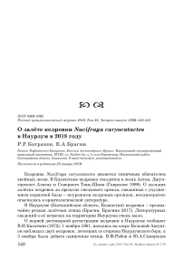 О залёте кедровки Nucifraga caryocatactes в Наурзум в 2018 году