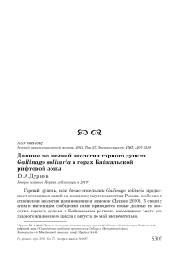 Данные по зимней экологии горного дупеля Gallinago solitaria в горах Байкальской рифтовой зоны