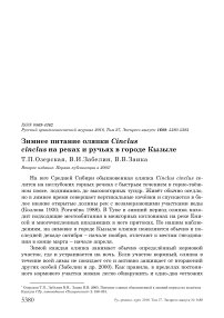 Зимнее питание оляпки Cinclus cinclus на реках и ручьях в городе Кызыле