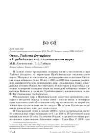 Огарь Tadorna ferruginea в Прибайкальском национальном парке