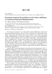 Осенняя встреча белолобых гусей Anser albifrons в Семипалатинском Прииртышье