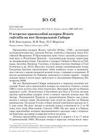 О встречах краснозобой казарки Branta ruficollis на юге Центральной Сибири