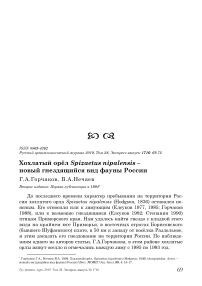 Хохлатый орёл Spizaetus nipalensis - новый гнездящийся вид фауны России