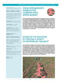 Этапы селекционного процесса при создании сорта арбуза малахит