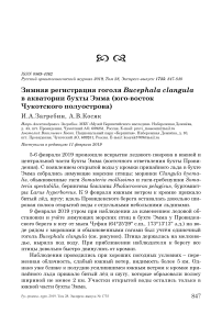 Зимняя регистрация гоголя Bucephala clangula в акватории бухты Эмма (юго-восток Чукотского полуострова)