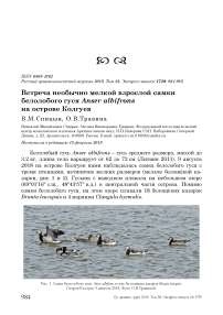 Встреча необычно мелкой взрослой самки белолобого гуся Anser albifrons на острове Колгуев