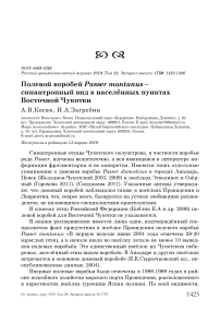 Полевой воробей Passer montanus - синантропный вид в населённых пунктах Восточной Чукотки