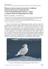 Новая встреча предполагаемого гибрида бургомистра Larus hyperboreus и восточносибирской чайки L. vegae у южных берегов Приморского края