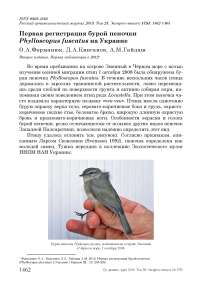 Первая регистрация бурой пеночки Phylloscopus fuscatus на Украине