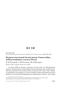 Встреча восточной белой цапли Casmerodius (Albus) Modestus в дельте Волги