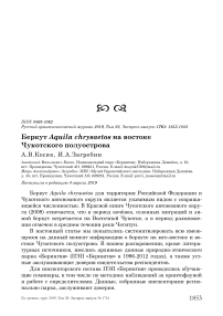 Беркут Aquila chrysaetos на востоке Чукотского полуострова