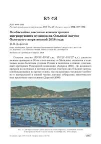Необычайно высокая концентрация мигрирующих куликов на Ольской лагуне Охотского моря весной 2018 года