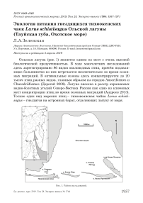 Экология питания гнездящихся тихоокенских чаек Larus schistisagus Ольской лагуны (Тауйская губа, Охотское море)