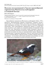 Находка окольцованной в Грузии краснобрюхой горихвостки Phoenicurus erythrogaster в Северной Осетии