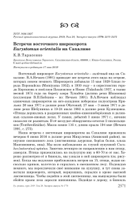 Встречи восточного широкорота Eurystomus orientalis на Сахалине