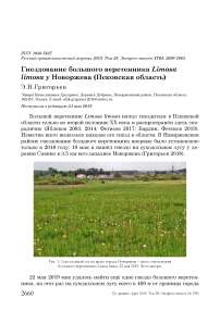 Гнездование большого веретенника Limosa limosa у Новоржева (Псковская область)