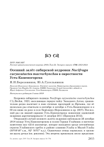 Осенний залёт сибирской кедровки Nucifraga caryocatactes Macrorhynchos в окрестности Усть-Каменогорска