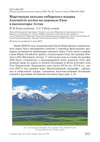 Мартовская находка сибирского вьюрка Leucosticte arctoa на перевале Укок в высокогорье Алтая