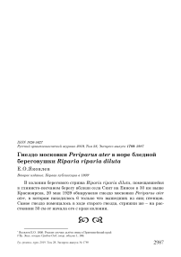 Гнездо московки Periparus ater в норе бледной береговушки Riparia riparia Diluta