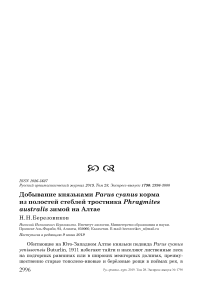 Добывание князьками Parus cyanus корма из полостей стеблей тростника Phragmites australis зимой на Алтае