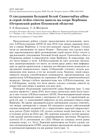 О гнездовании большой белой Casmerodius albus и серой Ardea cinerea цапель на озере Вербенка (Островский район Псковской области)