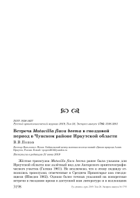 Встреча Motacilla flava Beema в гнездовой период в Чунском районе Иркутской области