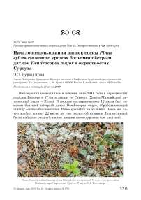 Начало использования шишек сосны Pinus sylvestris нового урожая большим пёстрым дятлом Dendrocopos major в окрестностях Сургута