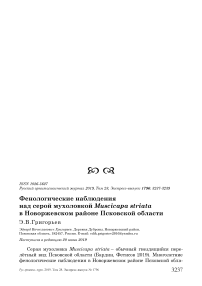 Фенологические наблюдения над серой мухоловкой Muscicapa striata в Новоржевском районе Псковской области