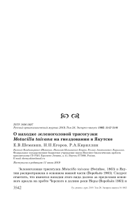 О находке зеленоголовой трясогузки Motacilla taivana на гнездовании в Якутске