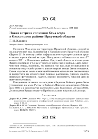 Новая встреча сплюшки Otus scops в Ольхонском районе Иркутской области