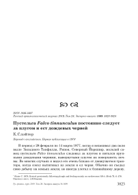 Пустельга Falco tinnunculus постоянно следует за плугом и ест дождевых червей