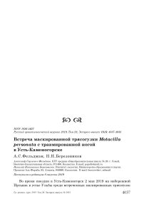 Встреча маскированной трясогузки Motacilla personata с травмированной ногой в Усть-Каменогорске