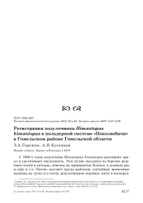 Регистрация ходулочника Himantopus himantopus в польдерной системе "Поколюбичи" в Гомельском районе Гомельской области